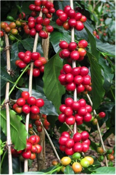 coffee cherry from Kona Café LLC Farm